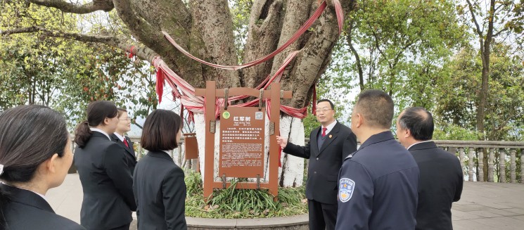 蓬安县法院：红军树下重温入党誓词