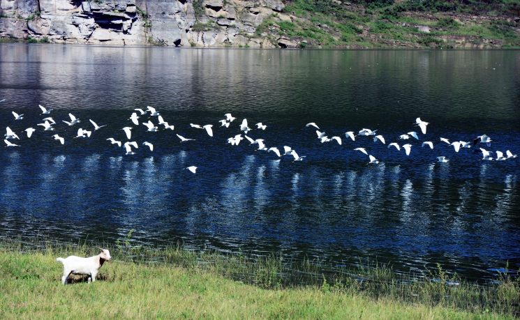 重庆：三峡平湖白鹭飞，舞动秋水生态美